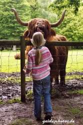 Wildpark Rolandseck, Hochlandrind