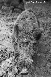 Wildpark Rolandseck, Wildschwein