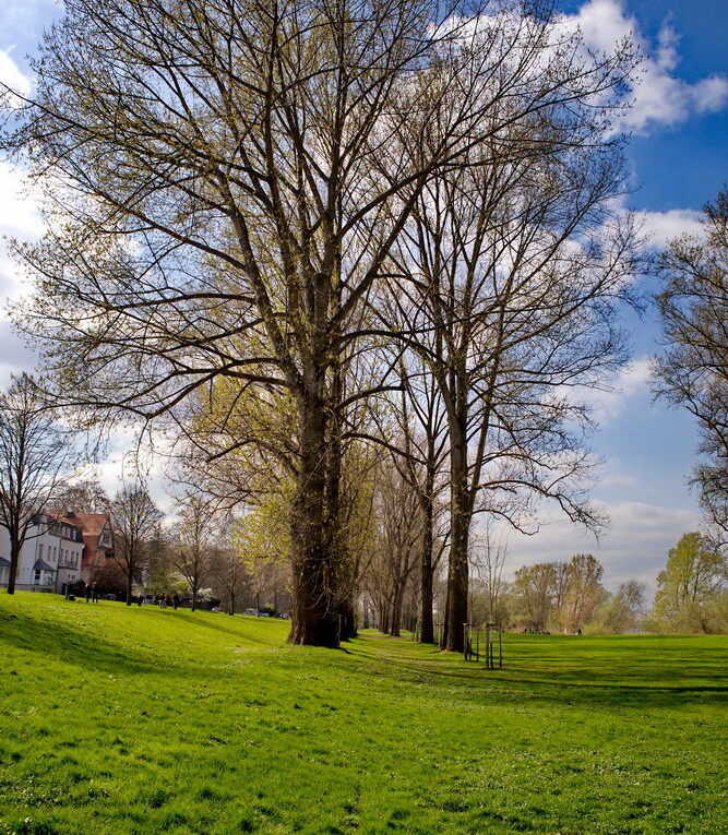 Rheinufer bei Rodenkirchen Auenlandschaft Baum Wiese