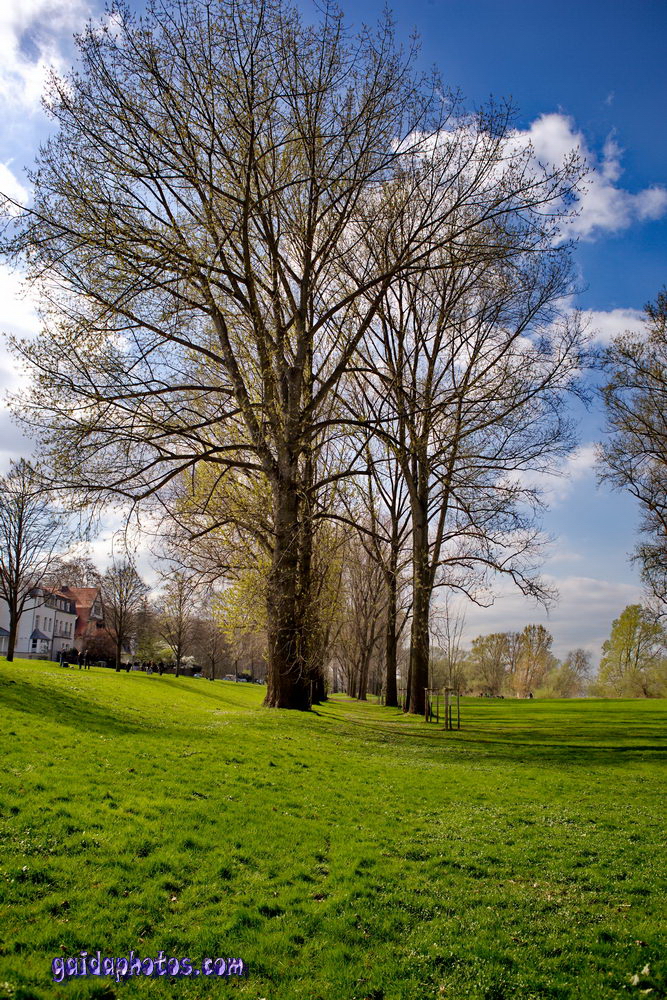 Rheinufer bei Rodenkirchen Auenlandschaft Baum Wiese