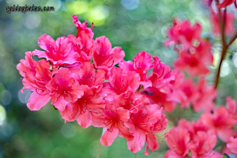 Rhododendron pink