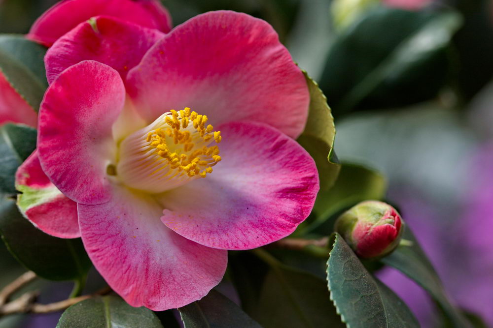 Pinke Kamelie Flora Köln