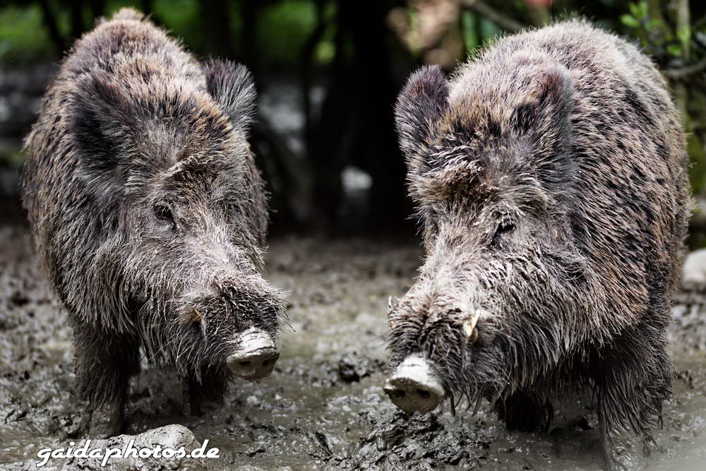 Wildschweine Wildpark Rolandseck