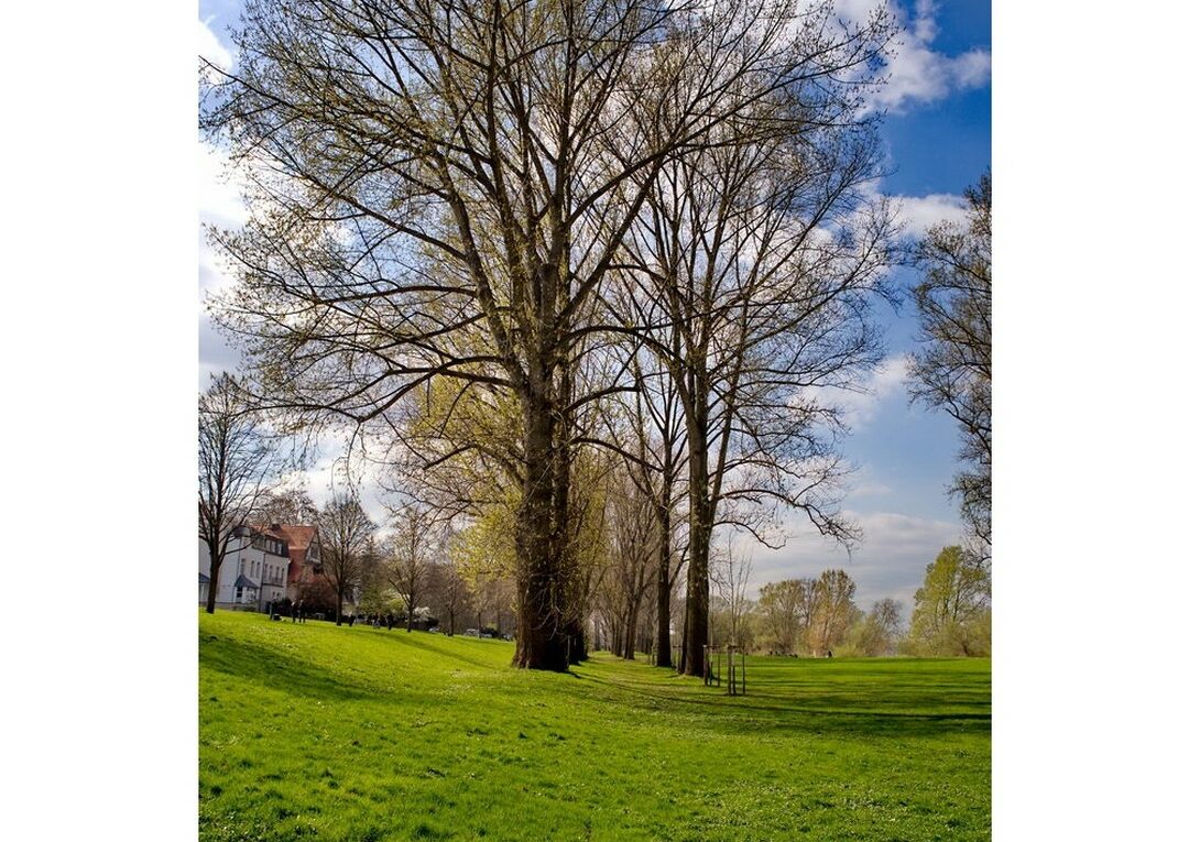 Schöne Bilder vom Rheinufer in Köln-Rodenkirchen Das Rheinufer in Köln-Rodenkirchen bietet zu allen Jahreszeiten wunderschöne Fotomotive und einen Platz zum Entspannen und Erholen.