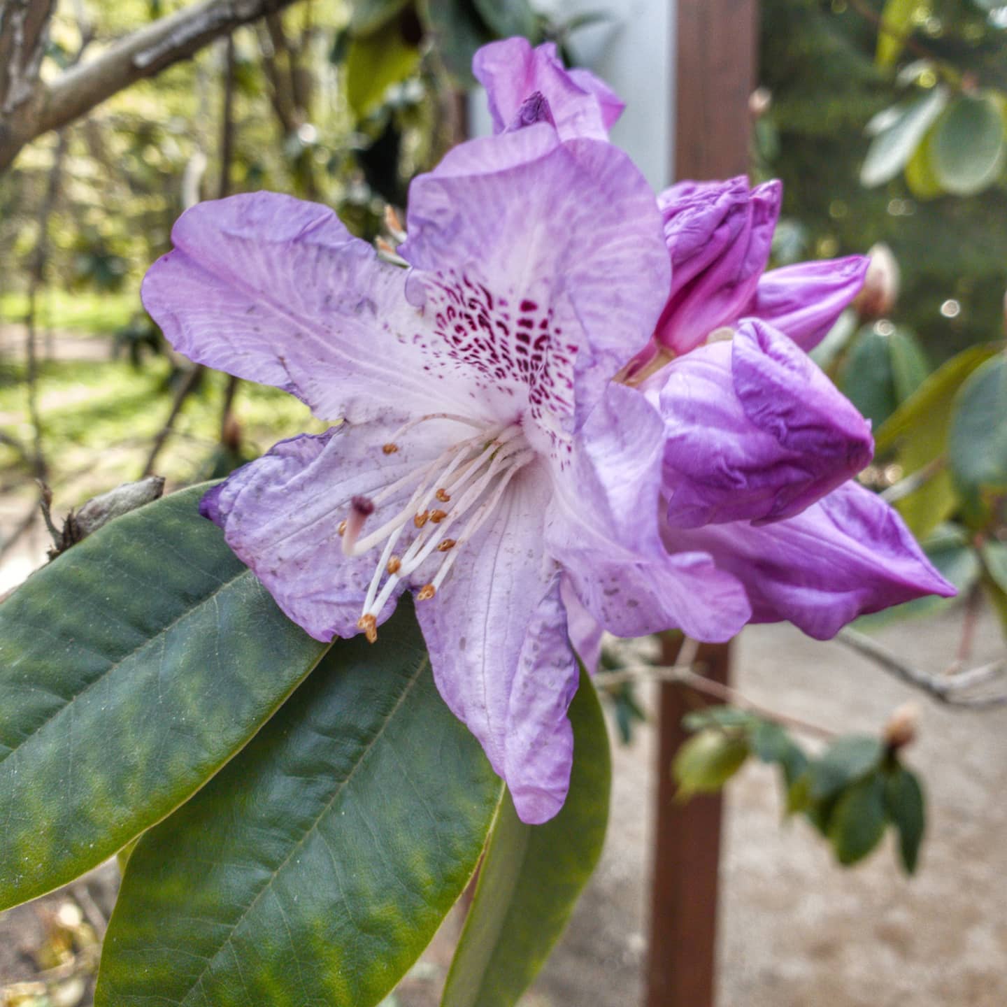 Der Forsbotanische Garten in ist besonders im einen Besuch wert. 
Die stehen bereit für und 
@gaidaphotos