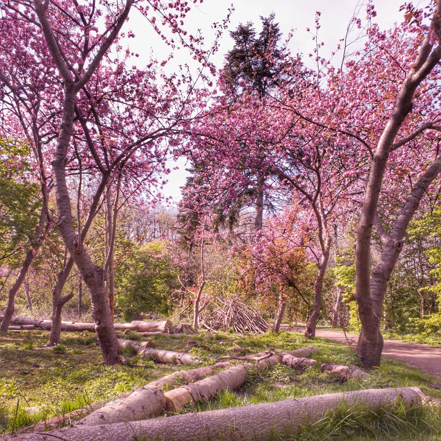 Der Forsbotanische Garten in ist besonders im einen Besuch wert. 
Die stehen bereit für und 
@gaidaphotos