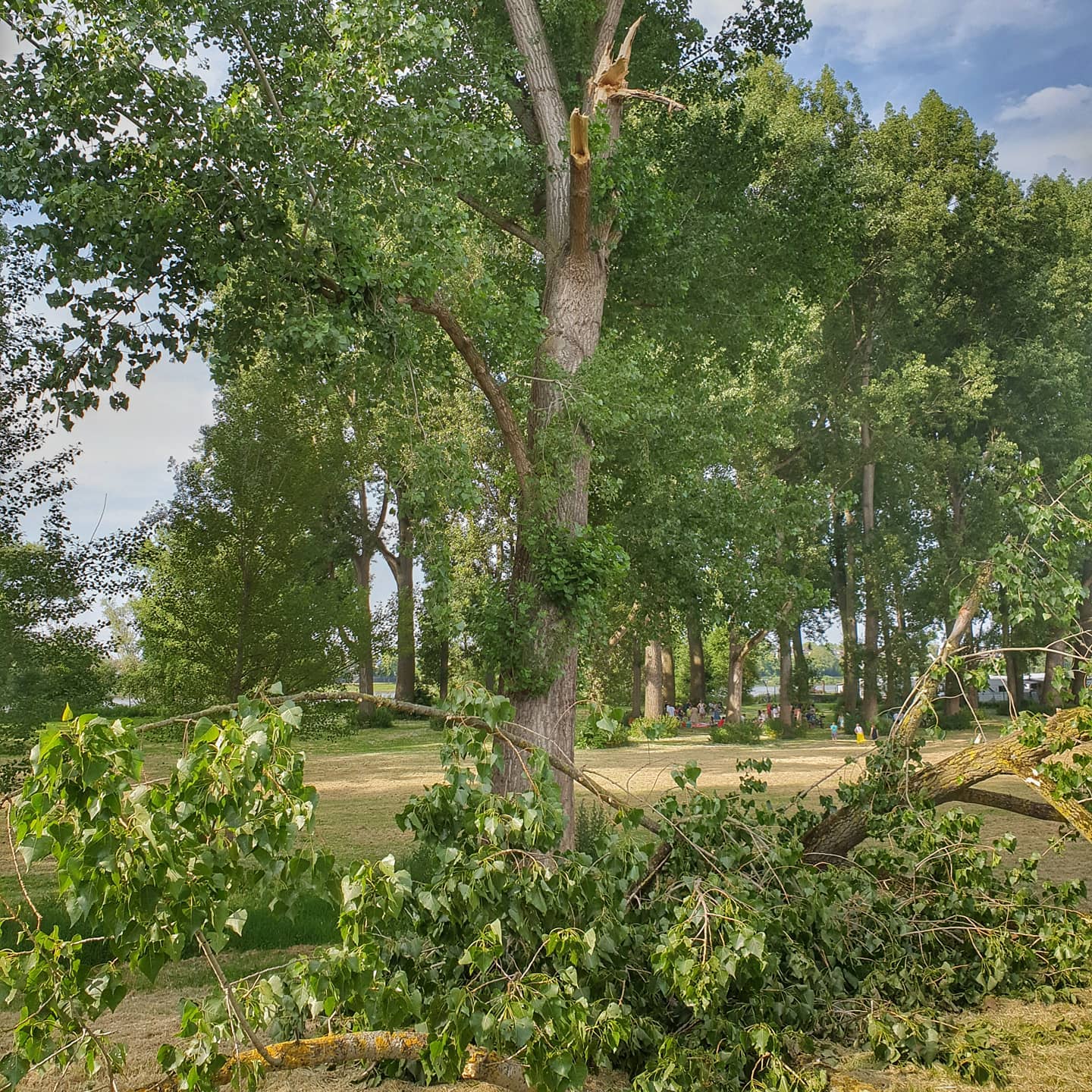 Gestern am Rheinufer 
Ein großer Ast einer Pappel bricht ab. Zum Glück wurde niemand verletzt. Noch vor dem Gewitter. 
@gaidaphotos