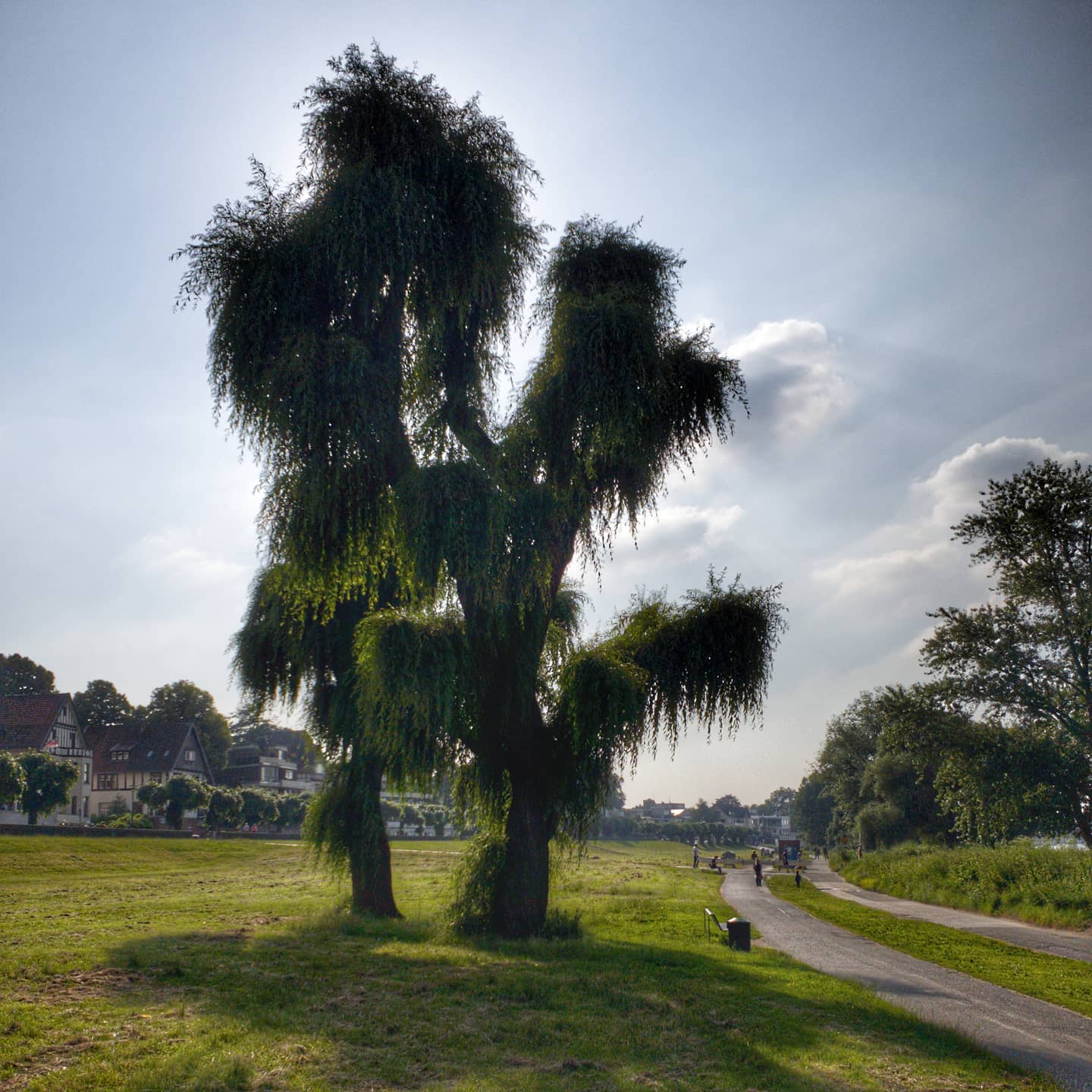 Der"Weidenmann" von @gaidaphotos